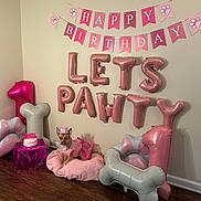 Honeybun joined the competition — help win amazing prizes! dog, birthday, party, balloons, pink, cake, crown, tutu, pet_bed, floor, wall, celebration, decorations, number_one_balloon, bone_balloon, paw_print, gift_box, indoor, cute, festive