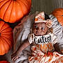 Kendri is registered to the contest to win money with this photo: autumn, baby, blanket, clothing, cute, decor, fall, festive, headband, holiday, infant, orange, person, portrait, pumpkin, sitting, skin, smile, toddler, wood_floor