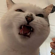 Lys a rejoint le concours — aidez-le/la à gagner de superbes lots ! cat, white_cat, fluffy, feline, open_mouth, teeth, fangs, whiskers, ears, close_up, portrait, funny_expression, indoors, pet, animal, fur, face, dramatic, household, photography