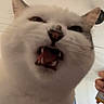 cat, white_cat, fluffy, feline, open_mouth, teeth, fangs, whiskers, ears, close_up, portrait, funny_expression, indoors, pet, animal, fur, face, dramatic, household, photography