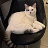 cat, white_cat, pet, feline, fluffy, lounging, sitting, chair, black_chair, crossed_paws, striped_tail, green_eyes, indoor, home, furniture, portrait, animal, relaxed, cute, photography