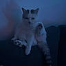 Lys participe au concours pour gagner de l'argent avec cette photo : cat, white_cat, pet, animal, feline, fluffy, sitting, raised_paw, paw_pads, tail, ears, blue_lighting, dark, moody, indoor, couch, furniture, portrait, funny_pose, low_light