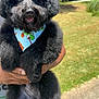 animal, bandana, black_dog, canine, cute, dog, fluffy, grass, happy, holding, nature, outdoor, park, person, pet, poodle, portrait, smiling, summer, sunlight