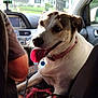 Dixie joined the competition — help win amazing prizes! dog, car_interior, sunlight, collar, tongue_out, pet, seat, window, person, dashboard, rearview_mirror, leash, seatbelt, tree, house, daytime, happy, closeup, animal, travel