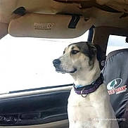 Dixie is registered to the contest to win money with this photo: dog, car_interior, passenger_seat, window, seat_cover, collar, calm, attentive, pet, animal, indoor, vehicle, side_view, seatbelt, dog_sitting, canine, domestic_animal, furniture, transportation, window_light