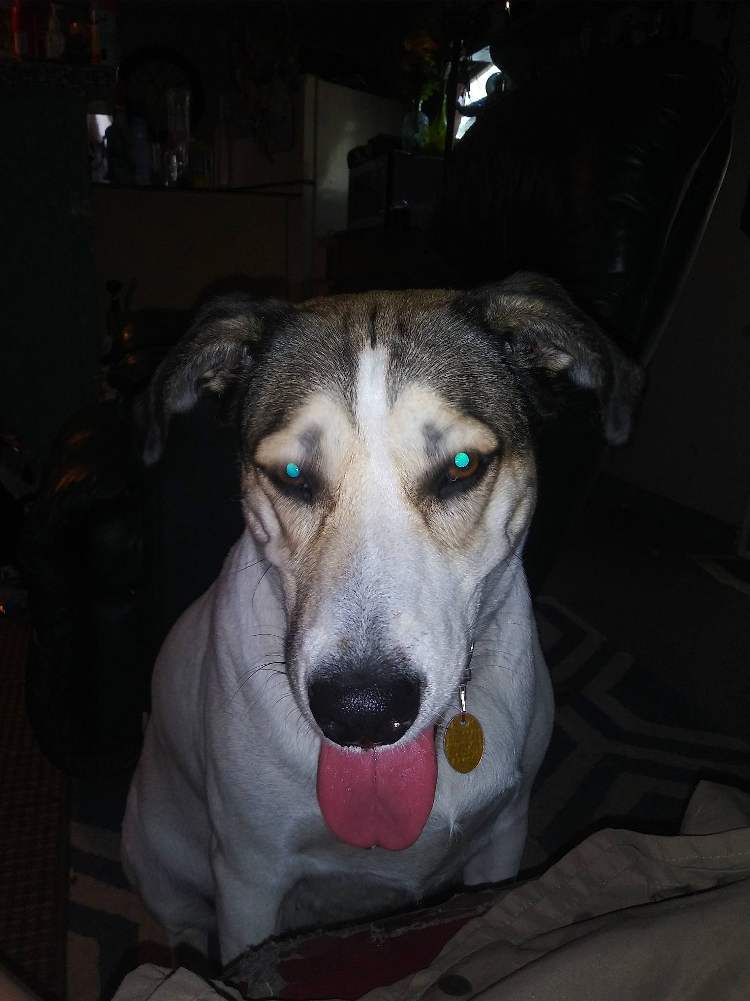 Dixie joined the competition — help win amazing prizes! canidae, carnivore, dog, dog_breed, eye, fawn, mammal, nose, rare_breed_dog, snout, vertebrate, whiskers