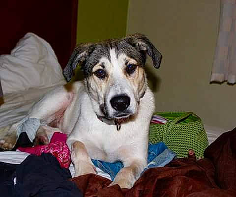 Dixie joined the competition — help win amazing prizes! canidae, carnivore, companion_dog, dog, dog_breed, mammal, rare_breed_dog, russell_terrier, vertebrate