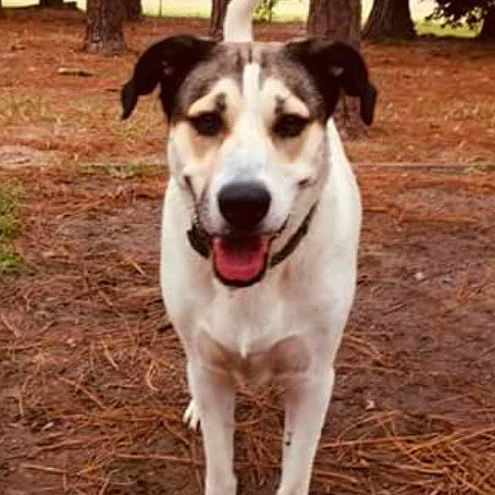 Dixie is registered to the contest to win money with this photo: ancient_dog_breeds, canidae, carnivore, companion_dog, dog, dog_breed, feist, jack_russell_terrier, mammal, rare_breed_dog, rat_terrier, russell_terrier, snout, street_dog, vertebrate