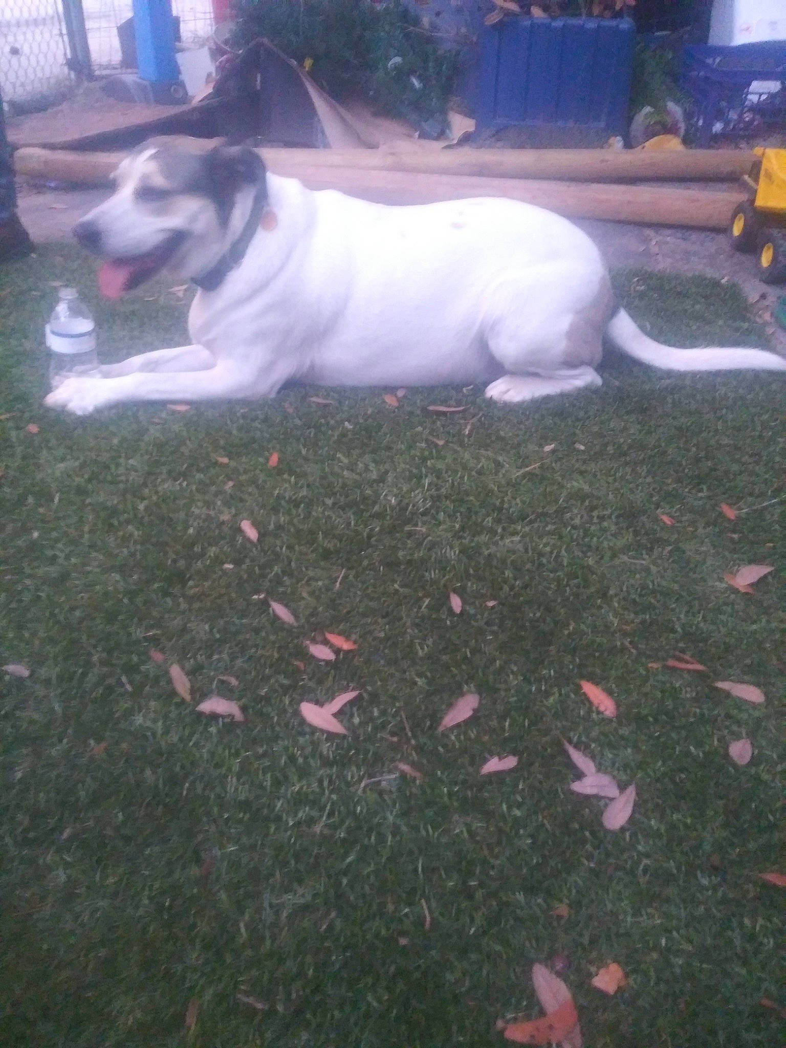 Dixie is registered to the contest to win money with this photo: american_bulldog, american_pit_bull_terrier, canidae, carnivore, companion_dog, dog, dog_breed, dogo_guatemalteco, fawn, grass, non_sporting_group, pit_bull, sporting_group, tail