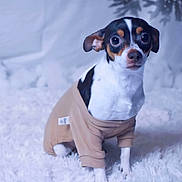 Diamond is registered to the contest to win money with this photo: animal, black_and_white_dog, brown_markings, christmas_tree, cozy, cute, decorations, dog, fluffy_rug, holiday, indoor, looking_at_camera, pet, pet_clothing, portrait, sitting, small_dog, sweater, white_rug, winter