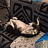 Yaro joined the competition — help win amazing prizes! animal, black_and_white_dog, blanket, carpet, companion, couch, cozy, cute, dog, ears_up, furniture, home, indoor, looking_up, lying_down, paw_print, pet, plush_toy, relaxed, resting