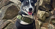 Yaro is registered to the contest to win money with this photo: adventure, alert, animal, canine, cloudy, collar, dog, ears_up, fur, happy, leash, muzzle, nature, outdoor, pet, rocks, sitting, sky, tongue_out, vest