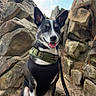 adventure, alert, animal, canine, cloudy, collar, dog, ears_up, fur, happy, leash, muzzle, nature, outdoor, pet, rocks, sitting, sky, tongue_out, vest