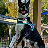 Yaro is registered to the contest to win money with this photo: animal, black_and_white, canine, collar, daylight, dog, dog_boots, fence, happy, harness, leisure, nature, outdoor, park, paw_protection, pet, playful, sitting, table, tongue_out