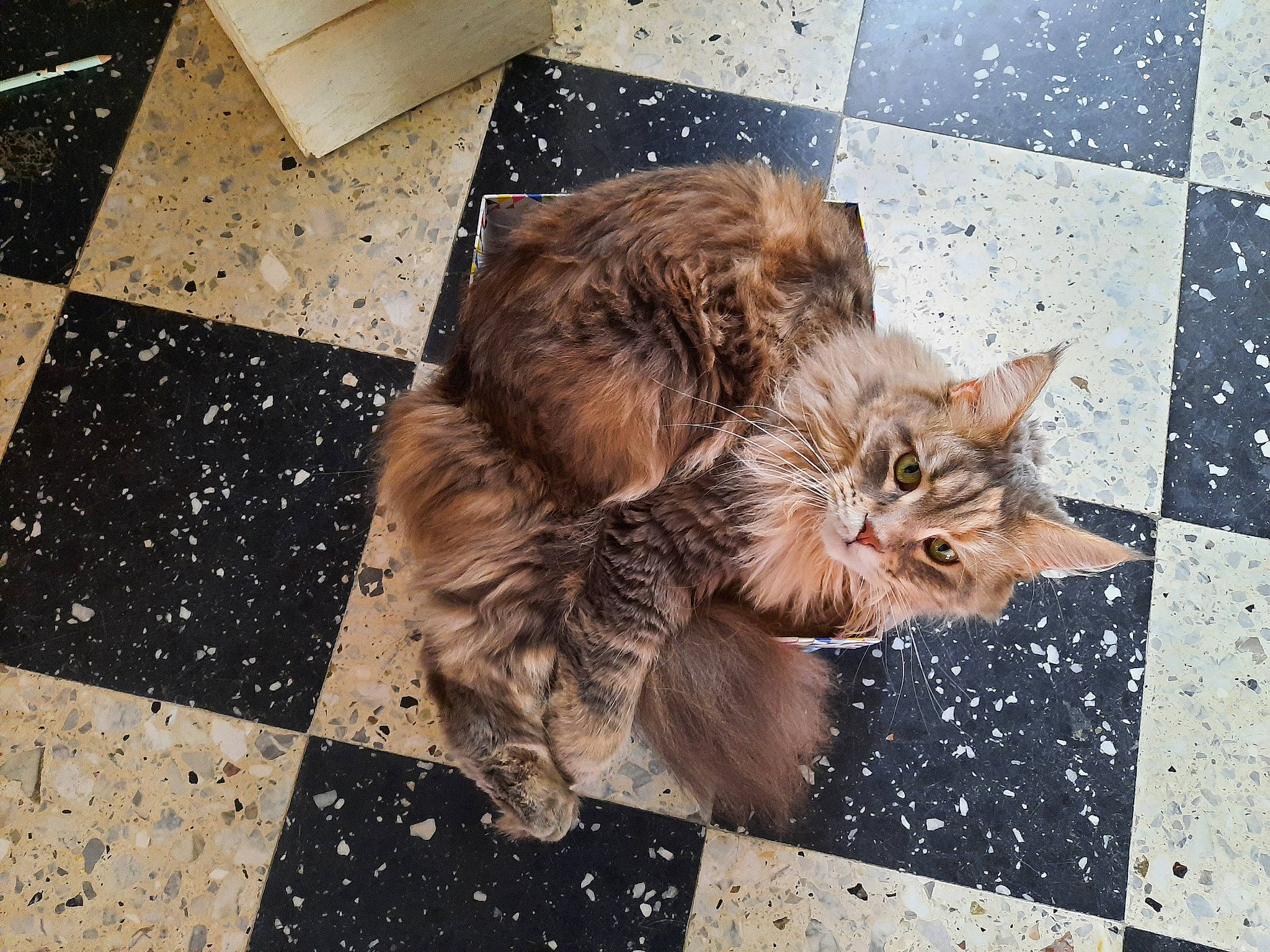 Olina a rejoint le concours — aidez-le/la à gagner de superbes lots ! asphalt, canidae, carnivore, cat, claw, domestic_short_haired_cat, fawn, felidae, floor, flooring, fur, grey, human_leg, road_surface, sidewalk, small_to_medium_sized_cats, snout, tail, whiskers, wood