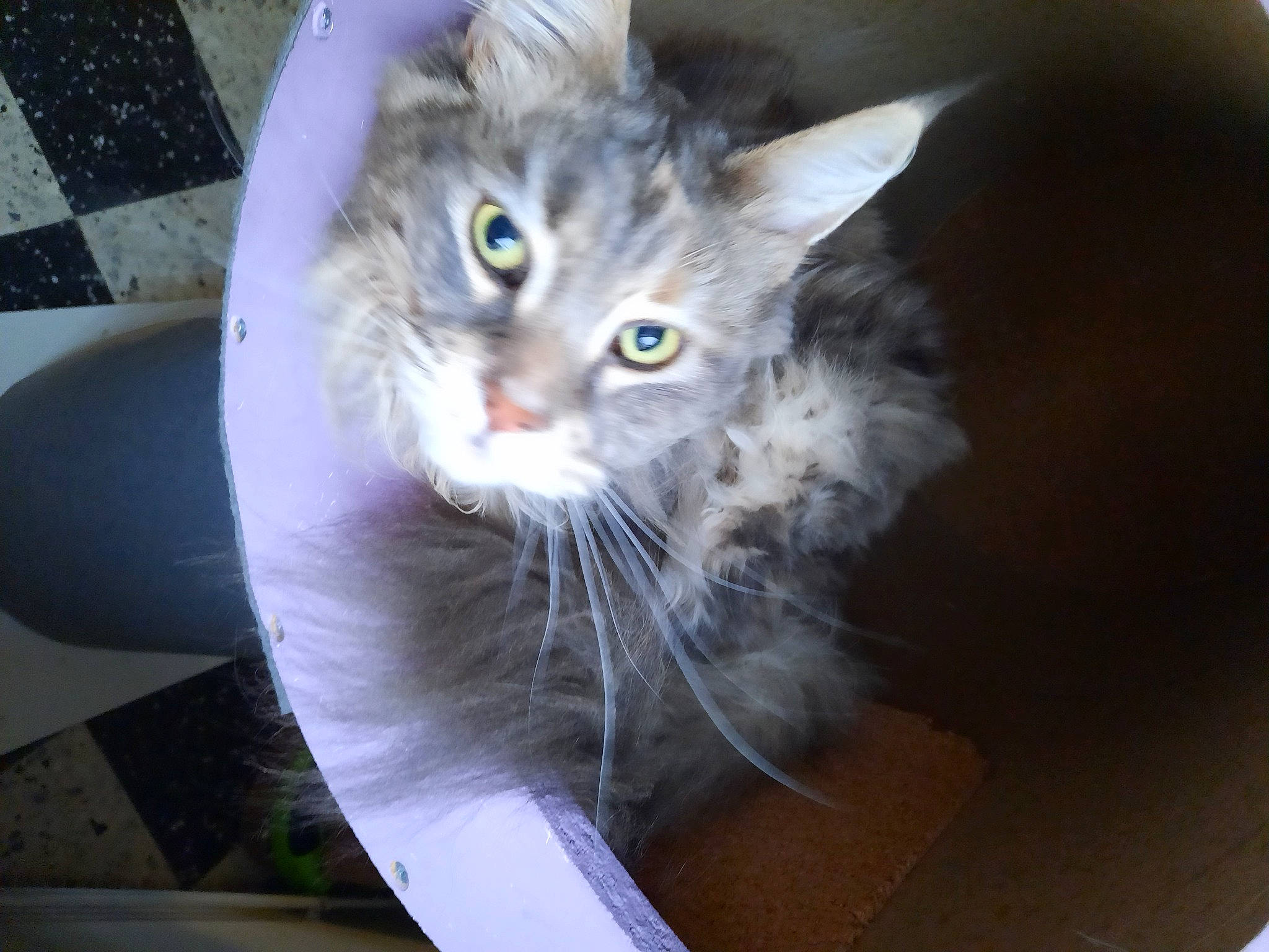 Olina a rejoint le concours — aidez-le/la à gagner de superbes lots ! box, carnivore, cat, cat_supply, domestic_short_haired_cat, door, fawn, felidae, fur, paw, pet_supply, photo_caption, small_to_medium_sized_cats, tail, whiskers