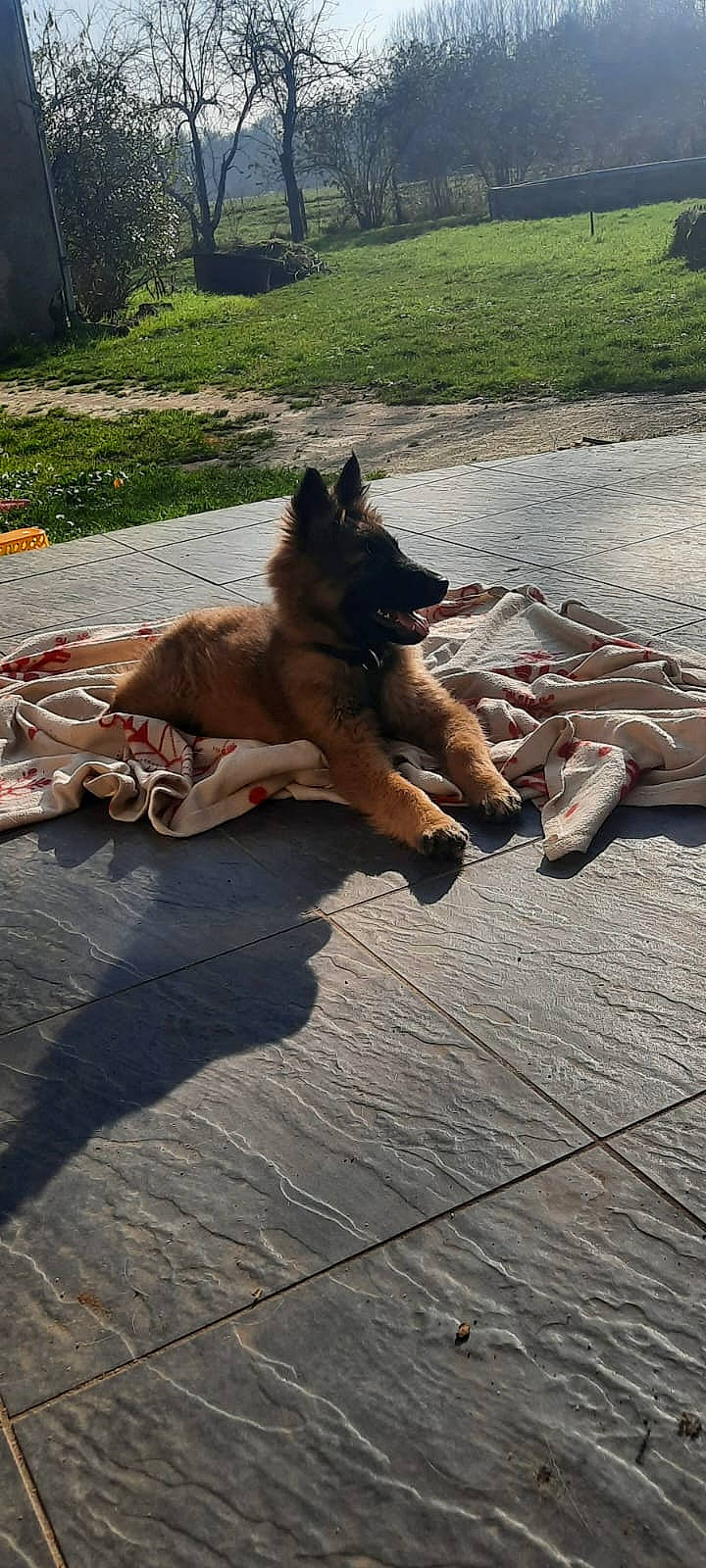 Vega participe au concours pour gagner de l'argent avec cette photo : animal, architecture, building, canine, dog, face, grass, head, nature, outdoors, park, person, pet, photography, plant, portrait, puppy, tree, vegetation, yard