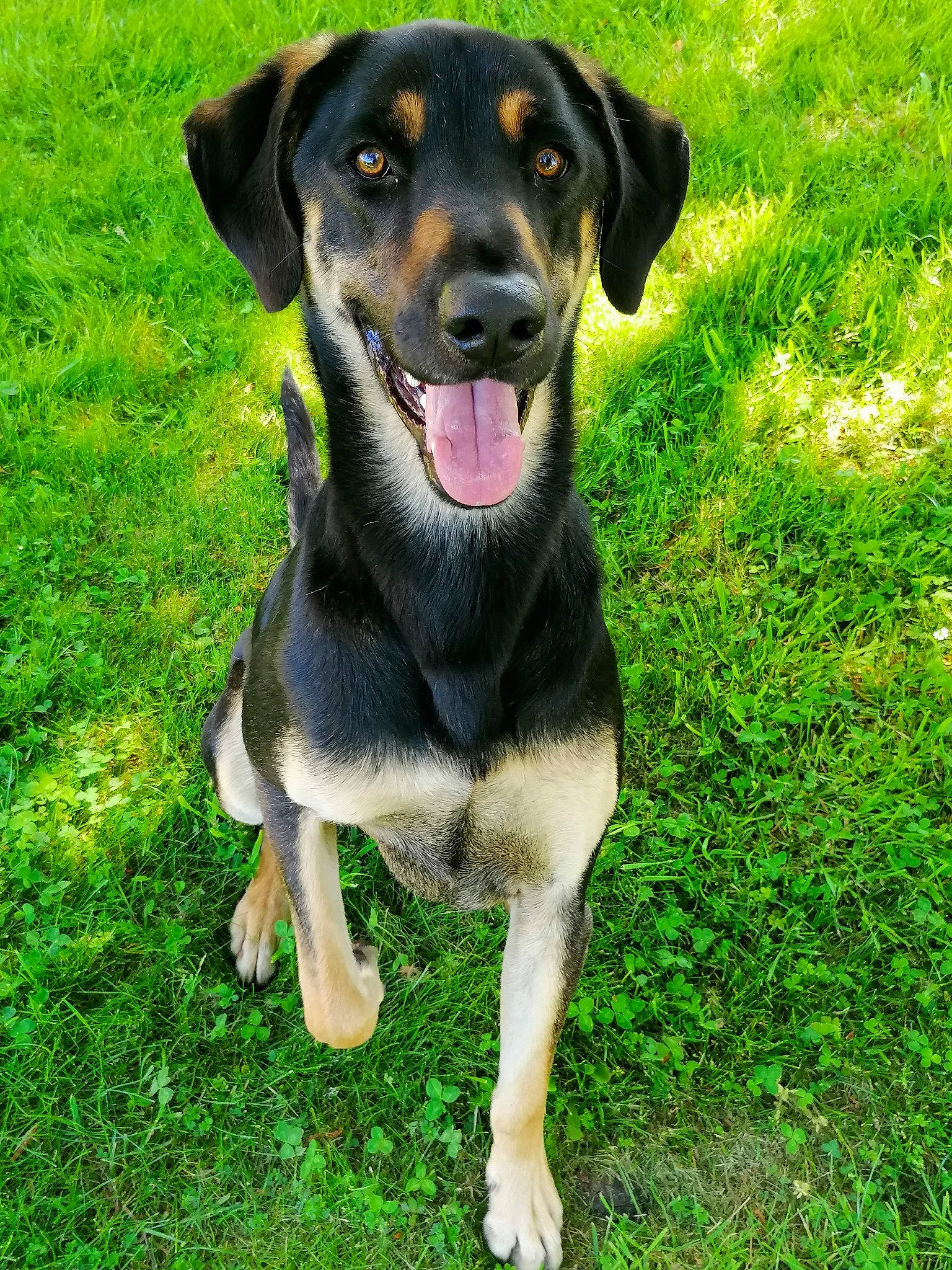 Cody participe au concours pour gagner de l'argent avec cette photo : beagador, black_and_tan_terrier, canidae, carnivore, companion_dog, dog, dog_breed, grass, hound, huntaway, hunting_dog, labrador_retriever, mammal, plant, puppy, rare_breed_dog, smaland_hound, sporting_group, vertebrate