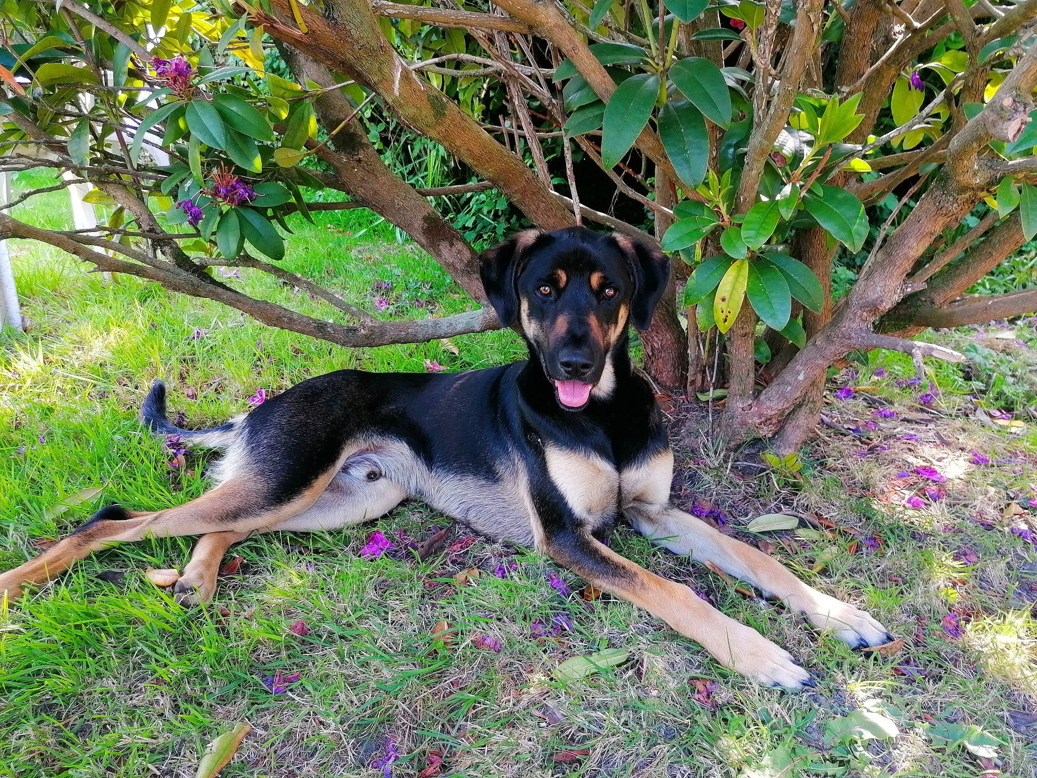 Cody a rejoint le concours — aidez-le/la à gagner de superbes lots ! canidae, carnivore, dog, dog_breed, huntaway, hunting_dog, plant, rare_breed_dog, sporting_group