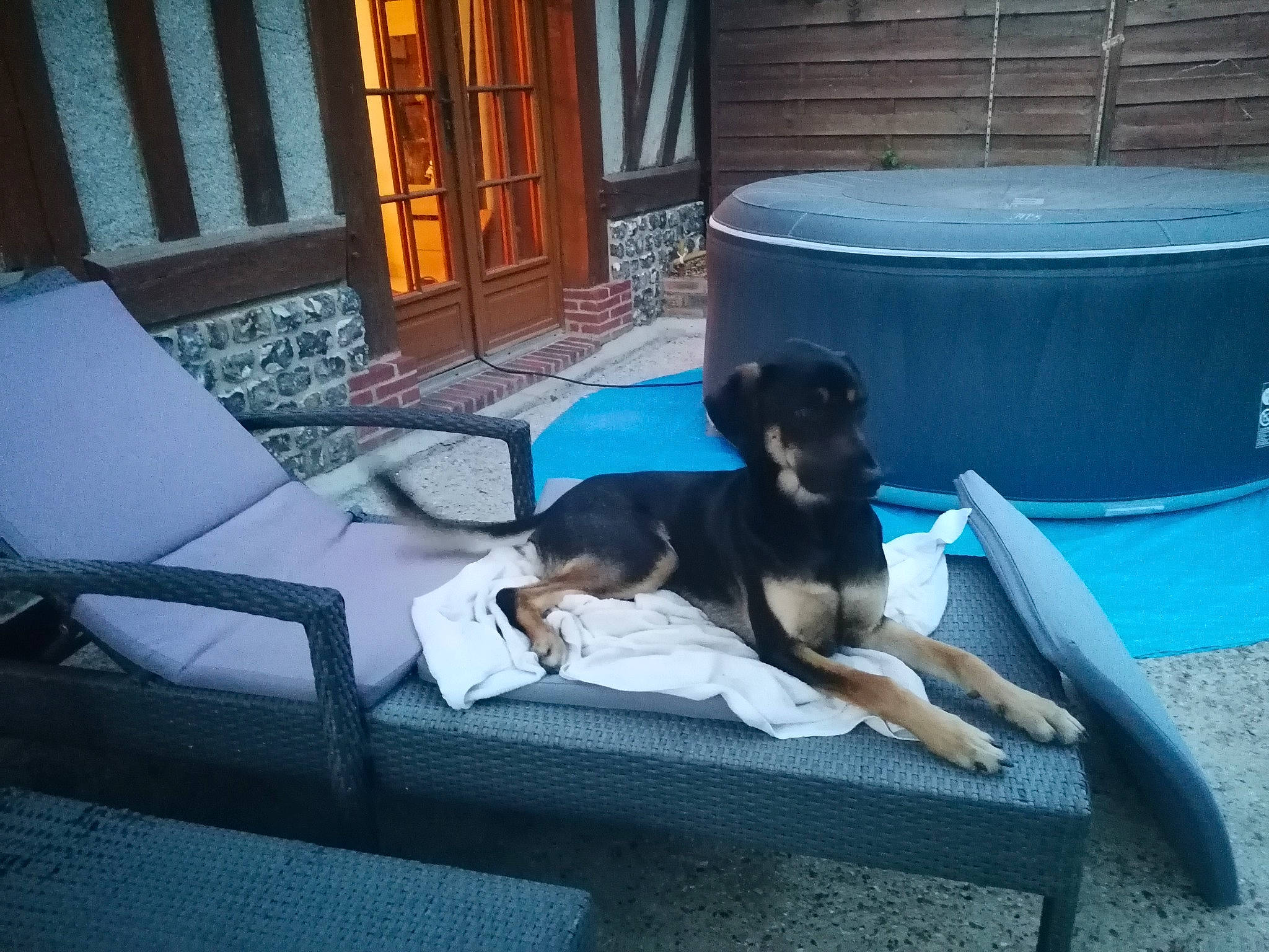 Cody a rejoint le concours — aidez-le/la à gagner de superbes lots ! canidae, carnivore, companion_dog, dog, dog_breed, guard_dog, jagdterrier, sporting_group