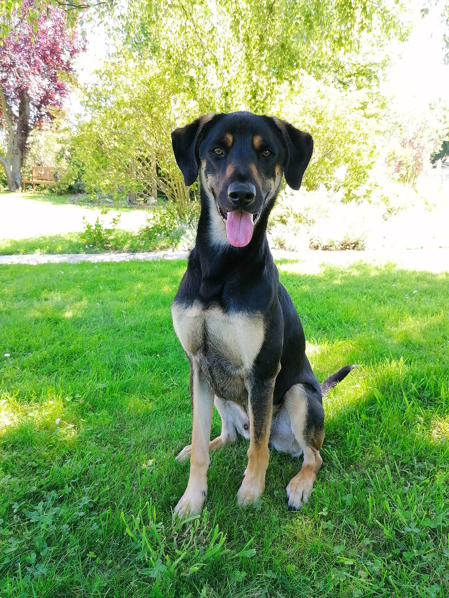 Cody participe au concours pour gagner de l'argent avec cette photo : black_and_tan_terrier, canidae, carlin_pinscher, carnivore, dog, dog_breed, gladiolus, hound, huntaway, hunting_dog, mammal, plant, rare_breed_dog, smaland_hound, sporting_group, vertebrate