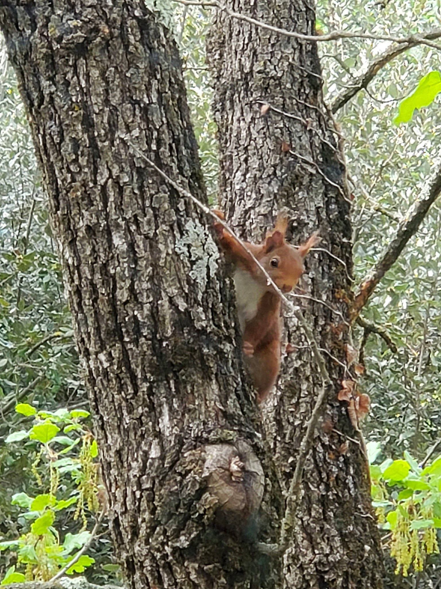Scrat participe au concours pour gagner de l'argent avec cette photo : adaptation, branch, eurasian_red_squirrel, fawn, fox_squirrel, organism, plant, rodent, squirrel, tree, trunk, wildlife, woody_plant