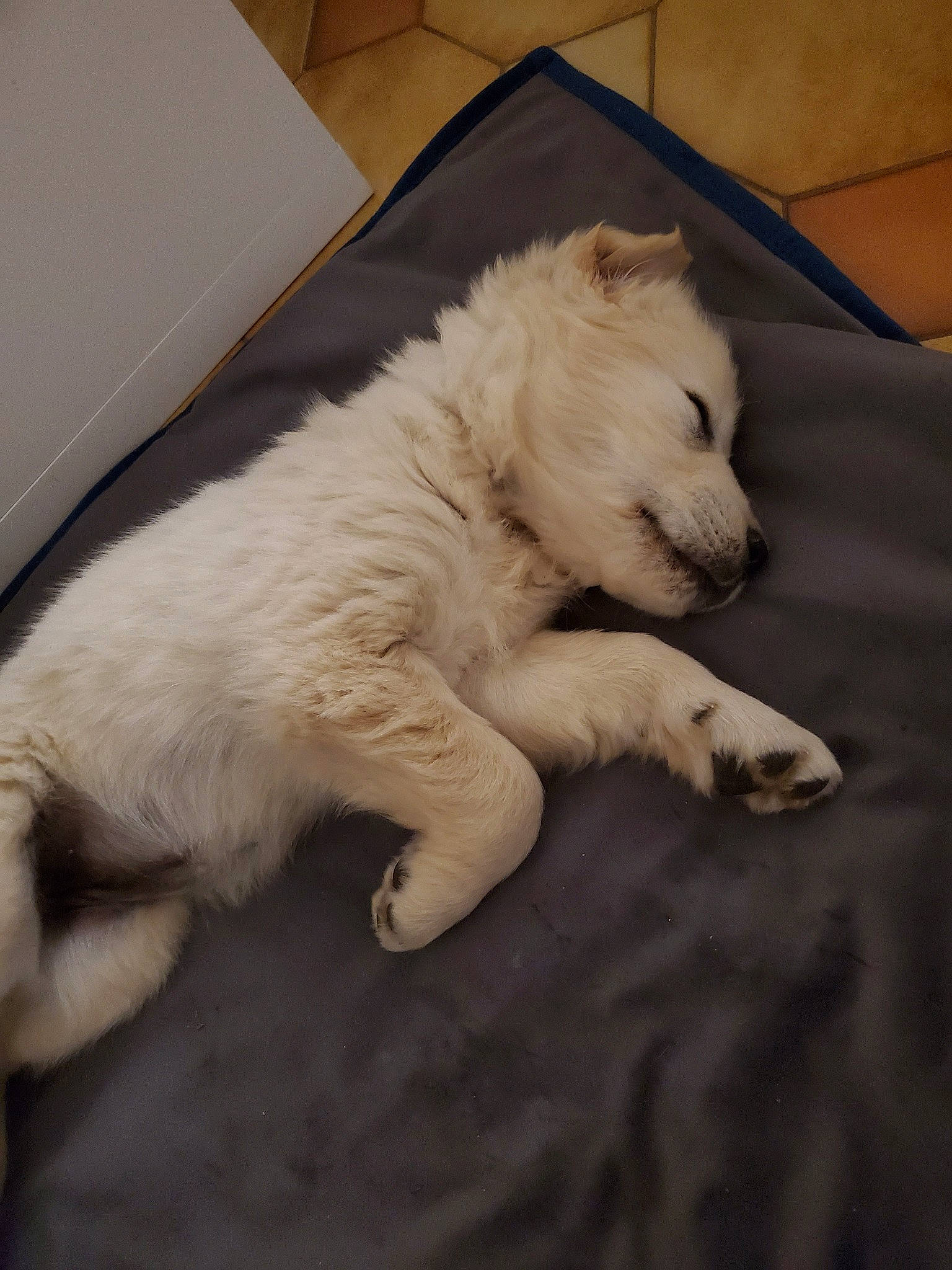 Naïa participe au concours pour gagner de l'argent avec cette photo : berger_blanc_suisse, canidae, carnivore, companion_dog, dog, dog_breed, fawn, fur, great_pyrenees, livestock_guardian_dog, mammal, maremma_sheepdog, puppy, samoyed, sporting_group, vertebrate