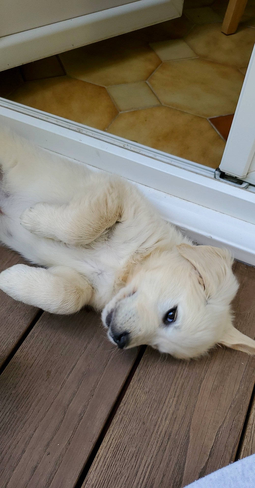 Naïa participe au concours pour gagner de l'argent avec cette photo : akbash_dog, canidae, carnivore, companion_dog, dog, dog_breed, floor, golden_retriever, great_pyrenees, kuvasz, livestock_guardian_dog, mammal, maremma_sheepdog, paw, polish_tatra_sheepdog, puppy, retriever, slovak_cuvac, sporting_group, vertebrate