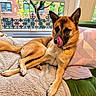 dog, shepherd_mix, tan_fur, black_mask, pointed_ears, licking_nose, collar, dog_tag, lying_down, relaxed, window, indoor, couch, blanket, cushion, city_view, brick_building, balcony, greenery, portrait
