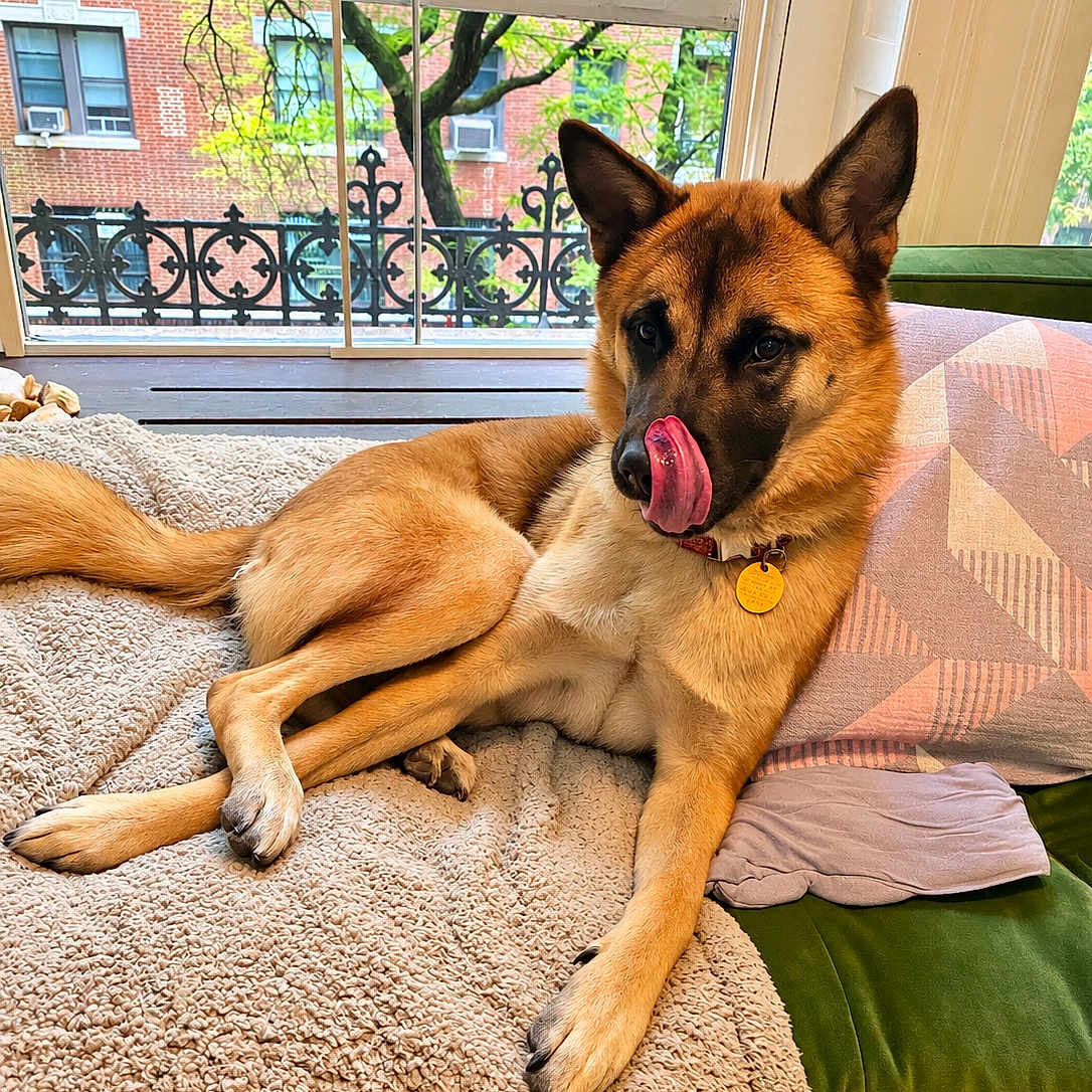 Zazu joined the competition — help win amazing prizes! dog, shepherd_mix, tan_fur, black_mask, pointed_ears, licking_nose, collar, dog_tag, lying_down, relaxed, window, indoor, couch, blanket, cushion, city_view, brick_building, balcony, greenery, portrait