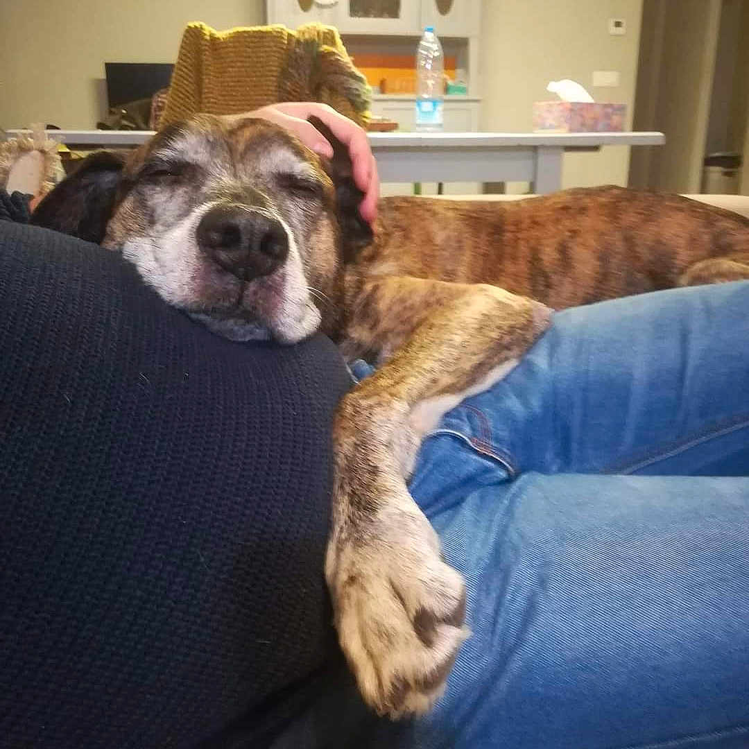 Popote a rejoint le concours — aidez-le/la à gagner de superbes lots ! dog, brindle, sleeping, petting, hand, lap, jeans, sweater, indoor, furniture, table, chair, cabinet, bottle, tissue_box, cozy, resting, relaxed, comfort, home
