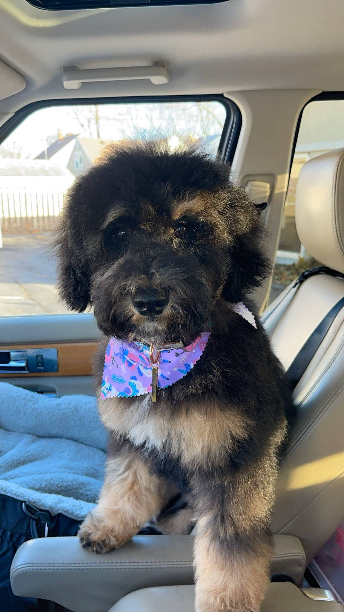 Georgia is registered to the contest to win money with this photo: canidae, car, car_seat, car_seat_cover, carnivore, collar, companion_dog, dog, dog_breed, dog_collar, fur, liver, luxury_vehicle, motor_vehicle, snout, sporting_group, vehicle, vehicle_door, water_dog, working_animal