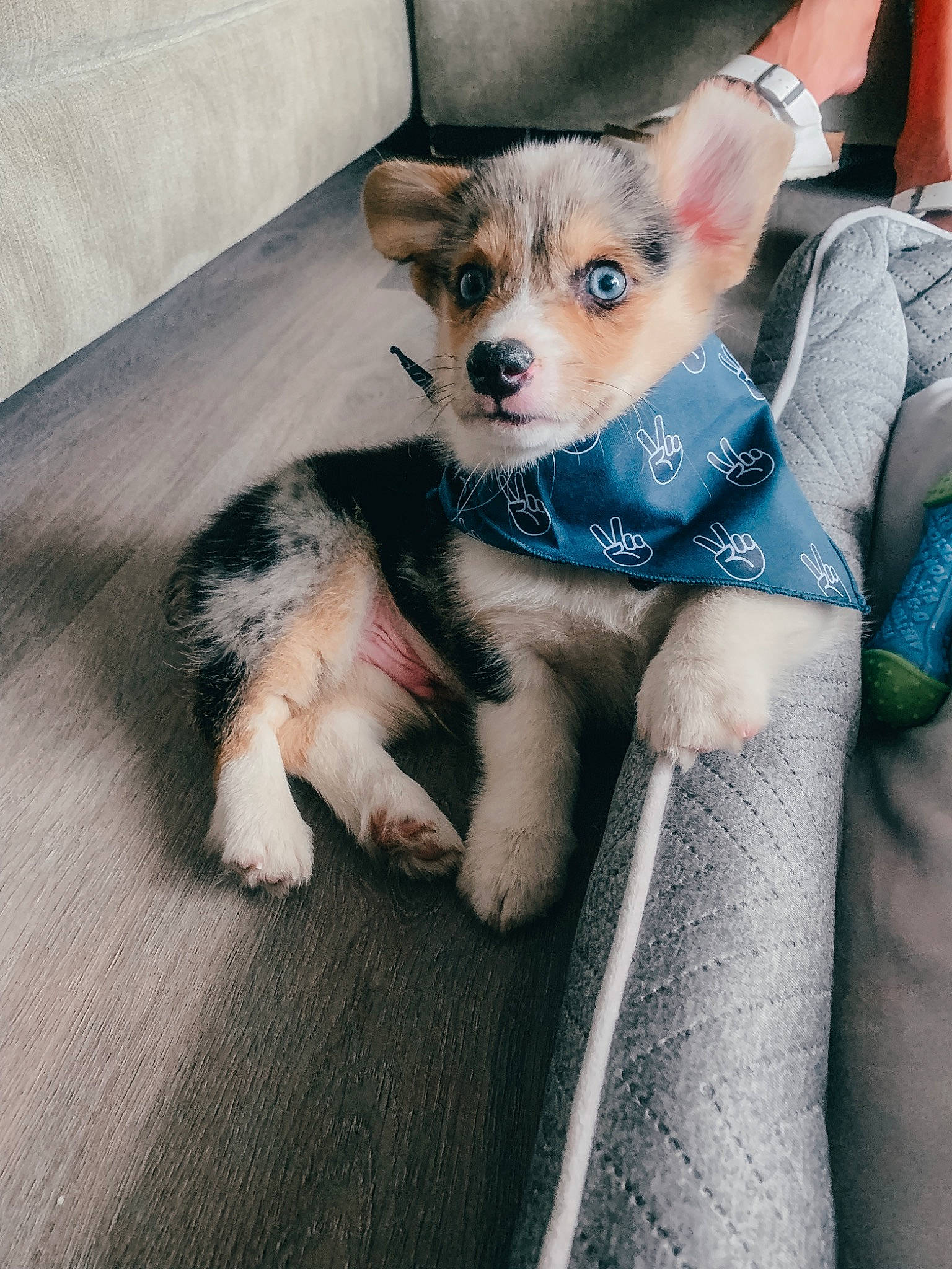 Ollie is registered to the contest to win money with this photo: canidae, carnivore, chihuahua, comfort, companion_dog, couch, dog, dog_breed, dog_clothes, dog_supply, fawn, fur, non_sporting_group, paw, sitting, sporting_group, terrier, toy_dog, whiskers, working_animal