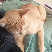 Roméo a rejoint le concours — aidez-le/la à gagner de superbes lots ! cat, beige, sleeping, blanket, earbud, jacket, zipper, indoor, pet, fur, whiskers, paw, resting, cozy, closeup, soft, relaxation, domestic, animal, comfort