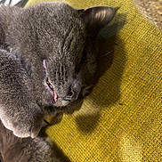Frank is registered to the contest to win money with this photo: cat, gray_cat, sleeping, tongue_out, fur, pet, close_up, indoor, cozy, resting, paw, cute, animal, mammal, feline, whiskers, relaxed, texture, yellow_background, soft