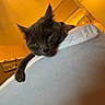 Frank is registered to the contest to win money with this photo: cat, gray_cat, feline, pet, indoor, couch, furniture, relaxed, resting, warm_lighting, yellow_wall, home_interior, cozy, living_room, animal, whiskers, ears, paw, head, face