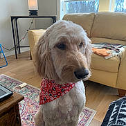 Maggie joined the competition — help win amazing prizes! dog, indoor, bandana, fur, pet, canine, sitting, rug, lamp, table, couch, window, wood_floor, furniture, natural_light, decor, calm, animal, domestic, home