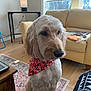 dog, indoor, bandana, fur, pet, canine, sitting, rug, lamp, table, couch, window, wood_floor, furniture, natural_light, decor, calm, animal, domestic, home