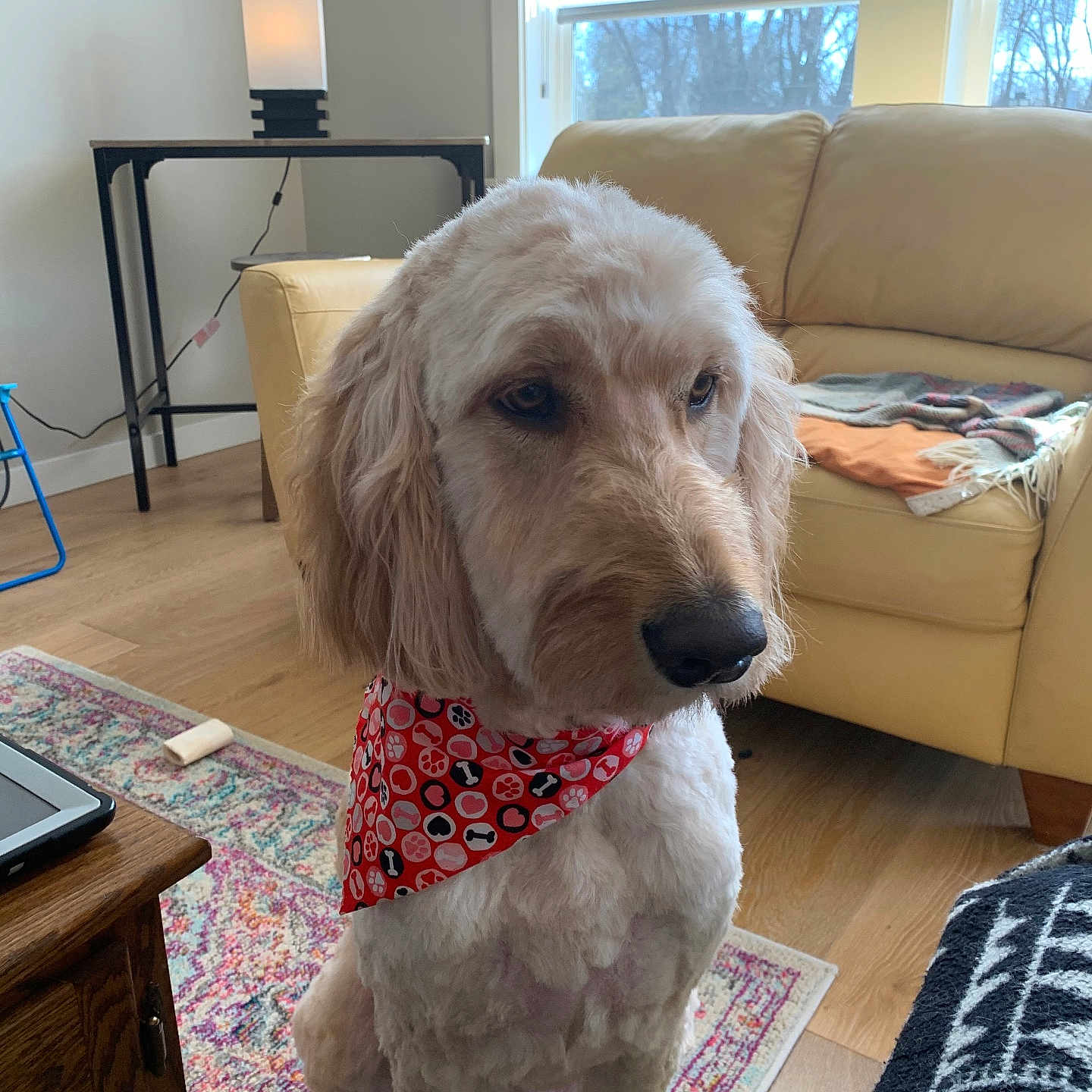 Maggie joined the competition — help win amazing prizes! animal, bandana, calm, canine, couch, decor, dog, domestic, fur, furniture, home, indoor, lamp, natural_light, pet, rug, sitting, table, window, wood_floor
