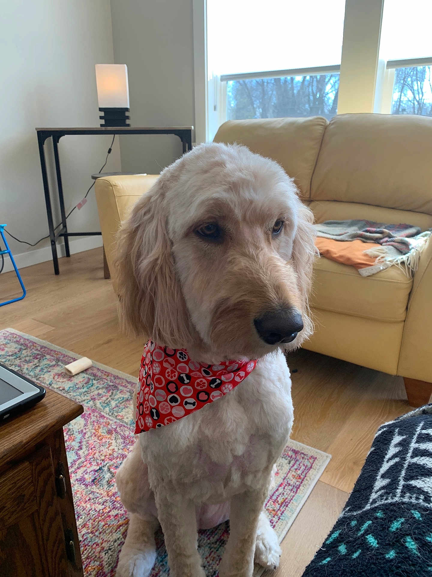 Maggie joined the competition — help win amazing prizes! dog, indoor, bandana, fur, pet, canine, sitting, rug, lamp, table, couch, window, wood_floor, furniture, natural_light, decor, calm, animal, domestic, home