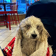 Teddy joined the competition — help win amazing prizes! dog, blanket, indoor, cafe, red_chairs, window, calm, cozy, fur, seated, tile_floor, blue_sky, public_space, relaxed, pet, curly_fur, warm, fur_texture, wrapped, animal