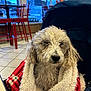 animal, blanket, blue_sky, cafe, calm, cozy, curly_fur, dog, fur, fur_texture, indoor, pet, public_space, red_chairs, relaxed, seated, tile_floor, warm, window, wrapped
