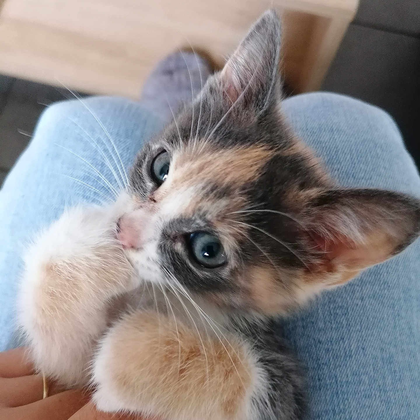 Yuna a rejoint le concours — aidez-le/la à gagner de superbes lots ! abyssinian, animal, armchair, bodypart, cat, chair, couch, finger, furniture, hand, kitten, manx, person, pet, siamese