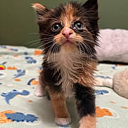 Mochi joined the competition — help win amazing prizes! kitten, cat, pet, feline, fur, cute, animal, baby_animal, whiskers, paw, indoor, blanket, pattern, colorful, closeup, portrait, curious, small, domestic_animal, soft