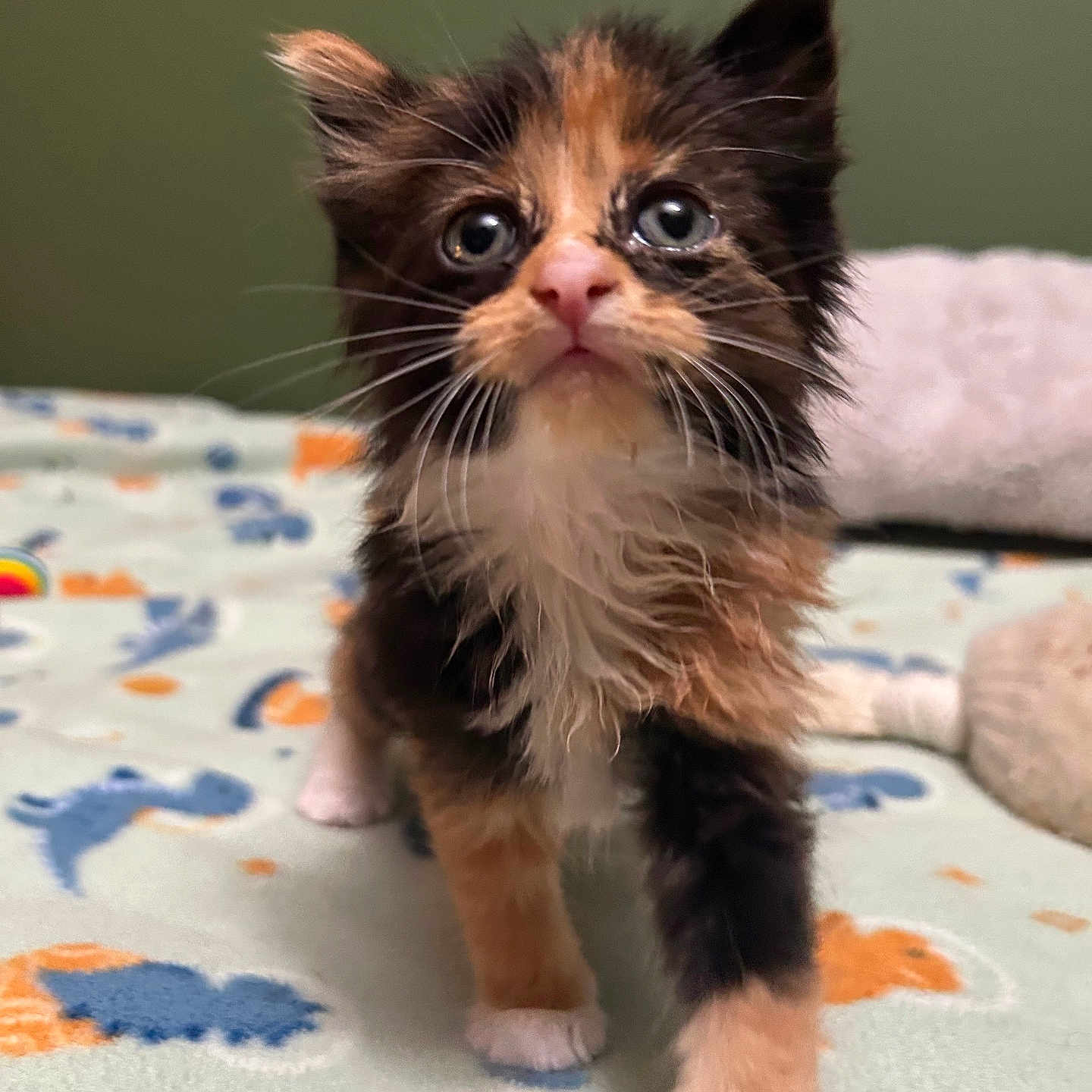 Mochi joined the competition — help win amazing prizes! kitten, cat, pet, feline, fur, cute, animal, baby_animal, whiskers, paw, indoor, blanket, pattern, colorful, closeup, portrait, curious, small, domestic_animal, soft