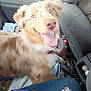 dog, car_interior, seat, happy, tongue_out, fluffy, blanket, handbag, casual, jeans, seatbelt, door_handle, pet, indoor, smiling, fur, animal, backseat, accessory, relaxed