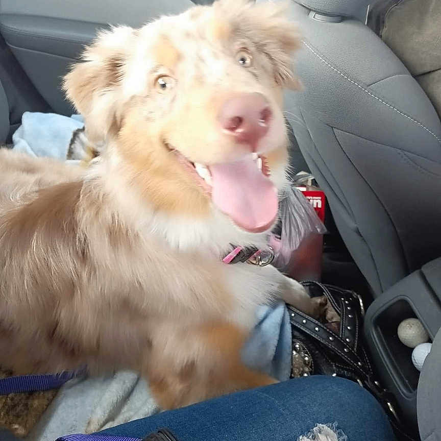 Mylee is registered to the contest to win money with this photo: accessory, animal, backseat, blanket, car_interior, casual, dog, door_handle, fluffy, fur, handbag, happy, indoor, jeans, pet, relaxed, seat, seatbelt, smiling, tongue_out