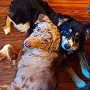 Mylee joined the competition — help win amazing prizes! dog, canine, pet, animal, indoor, wooden_floor, merle_coat, black_and_tan, lying_down, close_together, two_dogs, fur, ears, eyes, cute, companion, domestic_animal, relaxed, friendly, floor