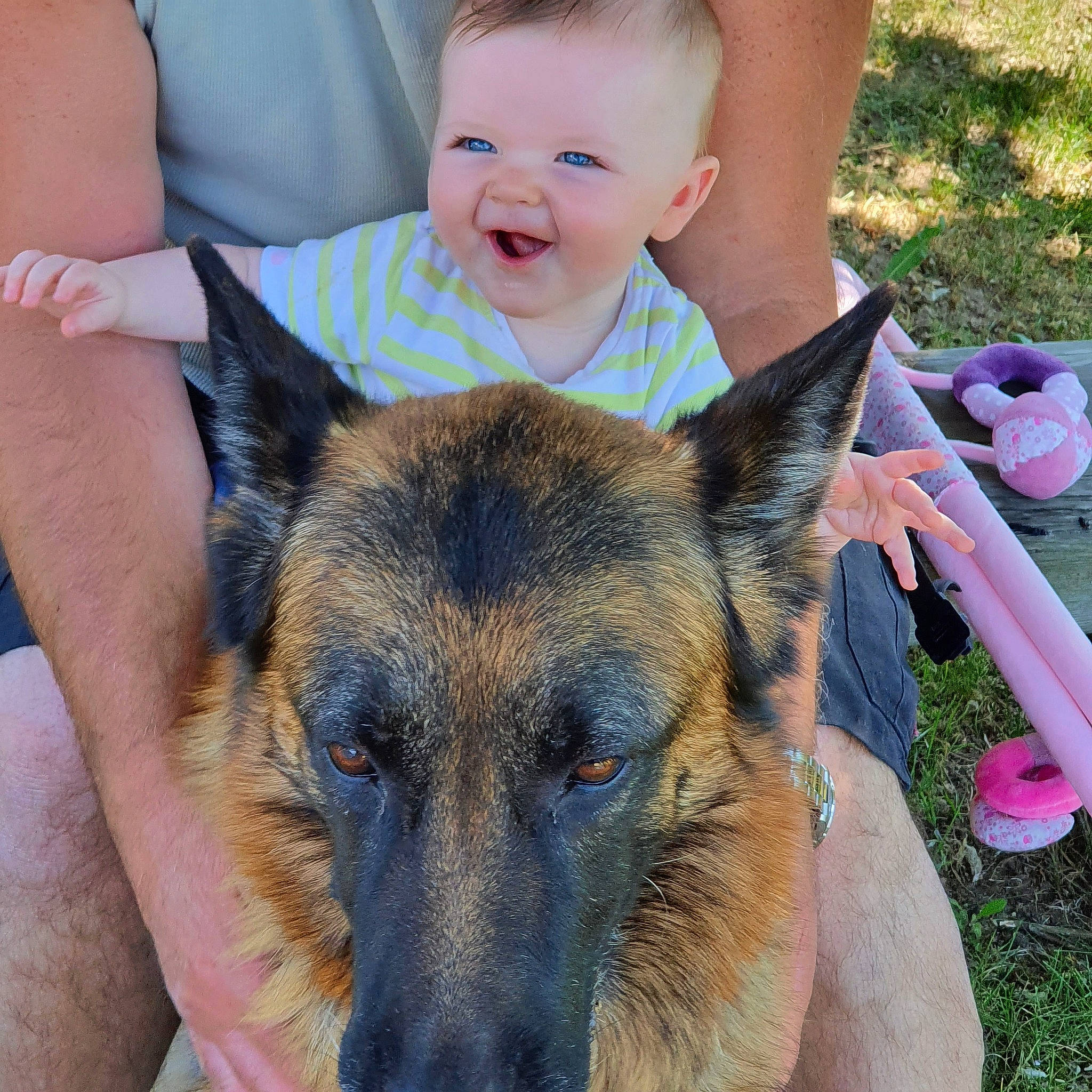 Tessa participe au concours pour gagner de l'argent avec cette photo : carnivore, companion_dog, dog, dog_breed, ear, eye, fawn, german_shepherd_dog, grass, happy, head, herding_dog, king_shepherd, old_german_shepherd_dog, person, photograph, plant, smile, snout, sporting_group