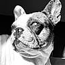 animal, black_and_white, close_up, cute, dog, ears, expression, face, french_bulldog, fur, indoor, light, looking_away, nostrils, pet, portrait, shadow, snout, texture, whiskers
